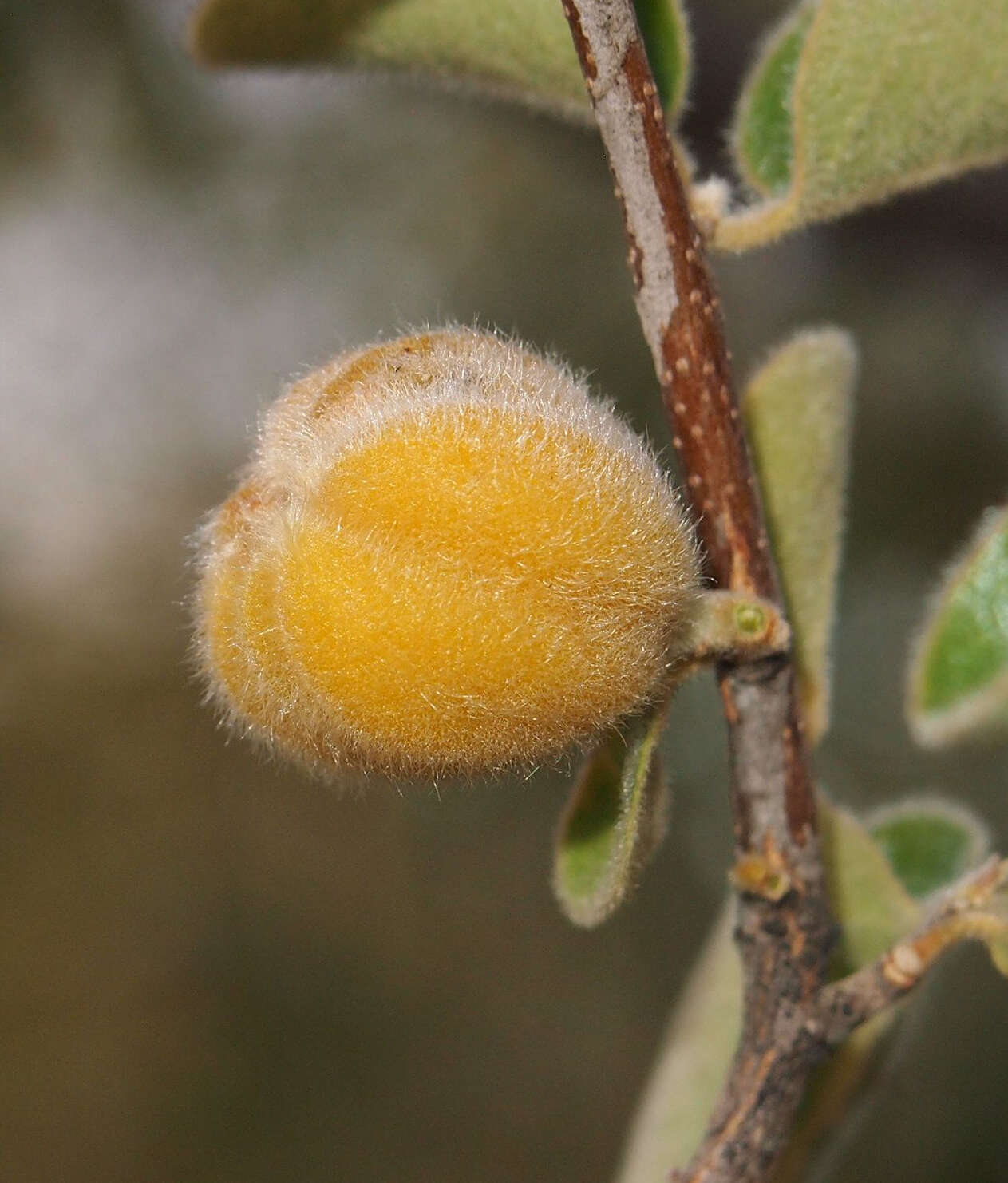 Petalostigma pubescens Domin resmi