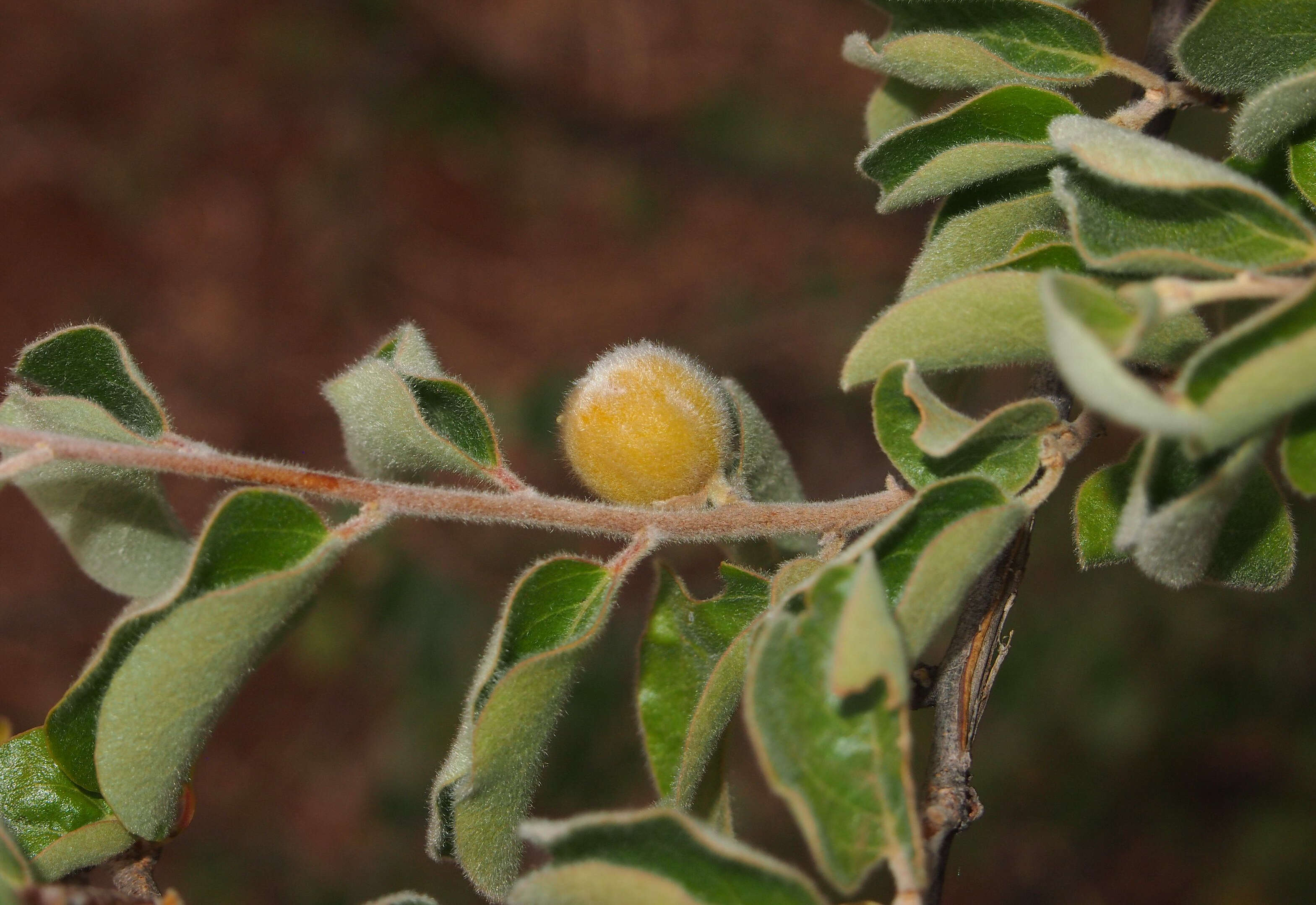 Petalostigma pubescens Domin resmi