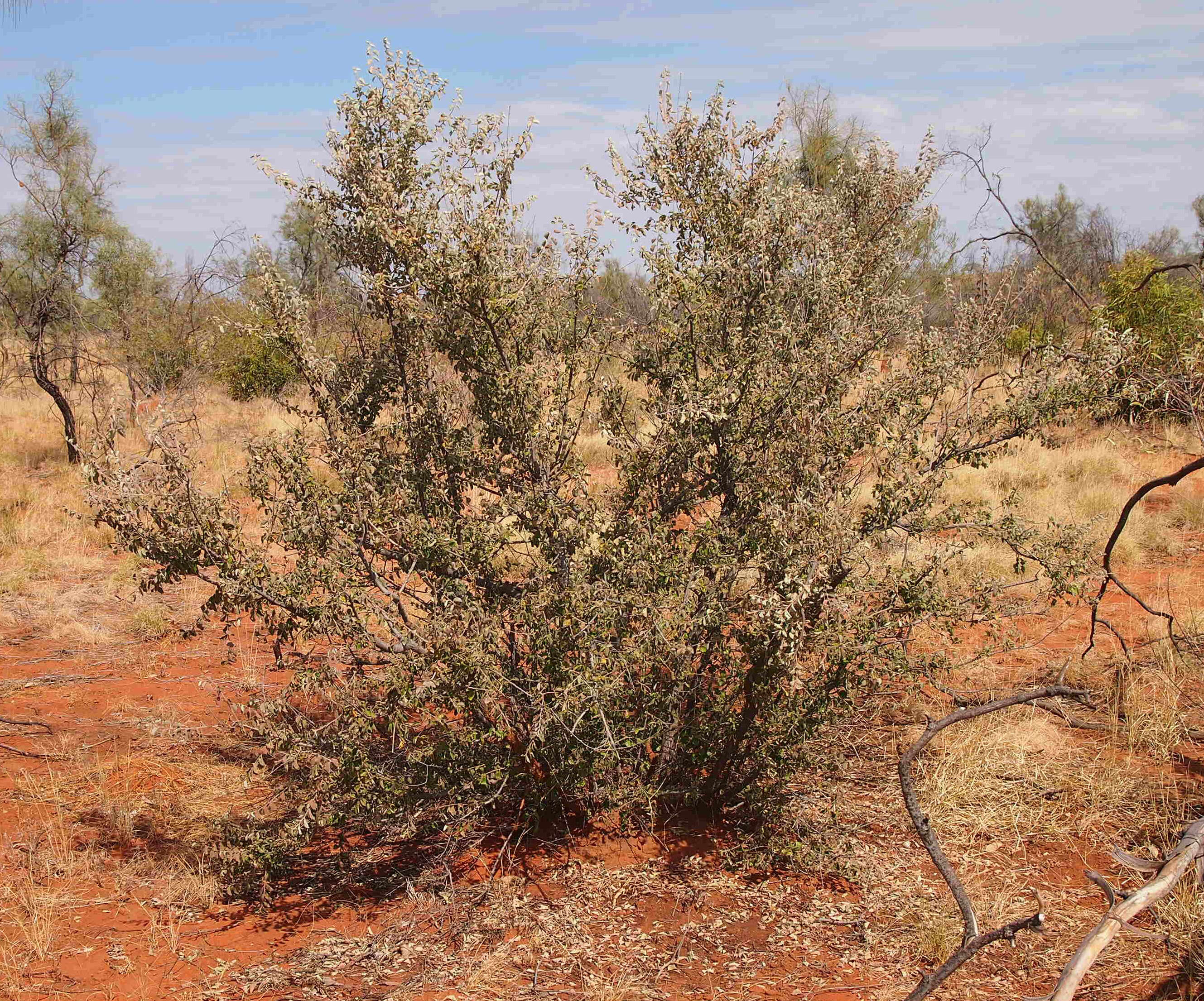 Image of Petalostigma pubescens Domin