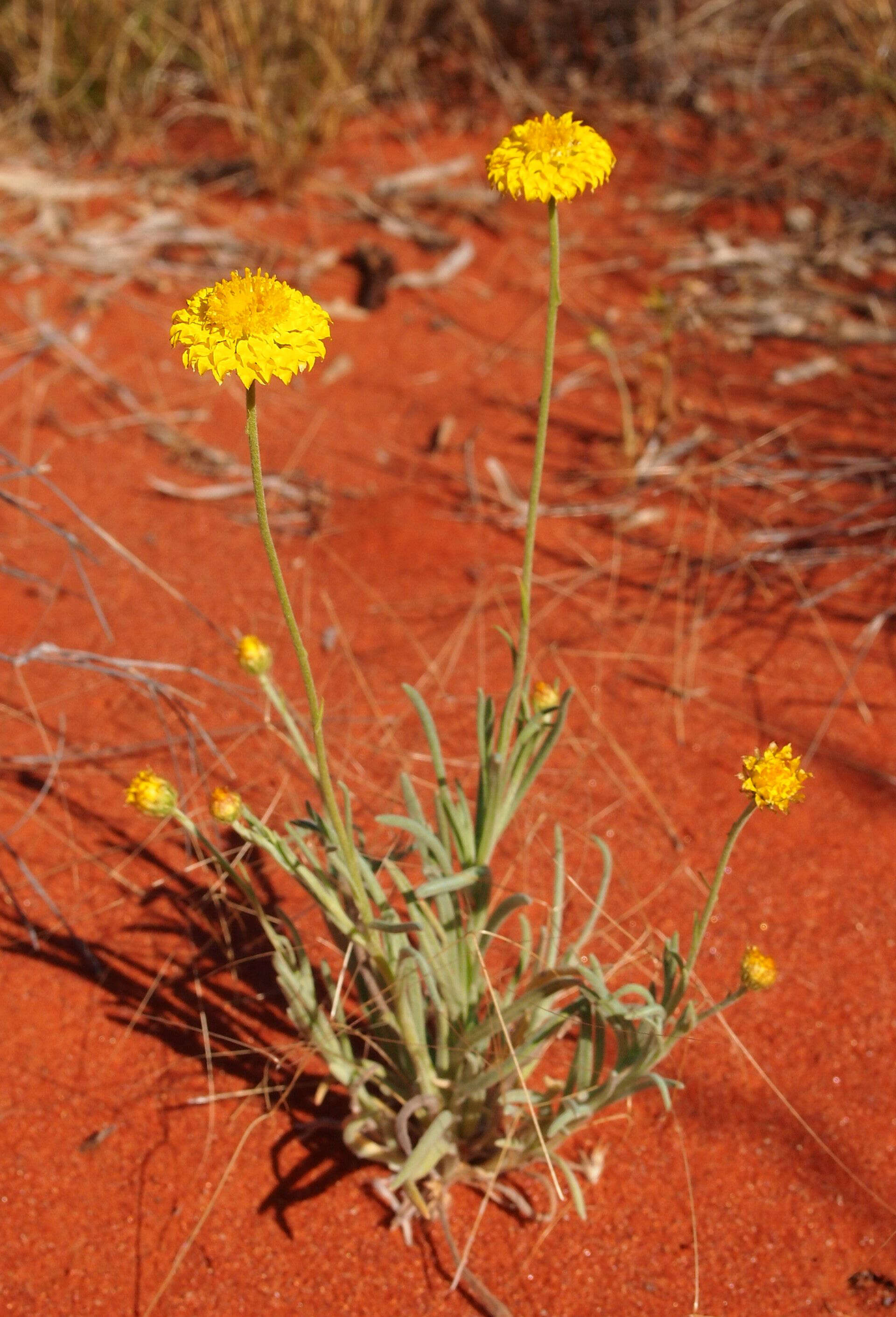 Image of bracted strawflower