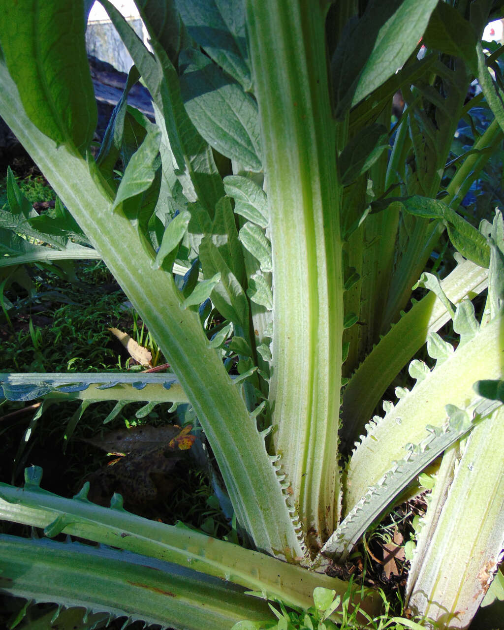 Image of cardoon