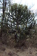 Image of Candelabra euphorbia