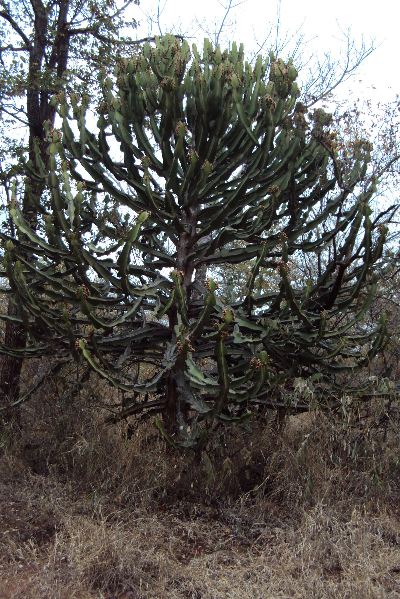 Image of Candelabra euphorbia