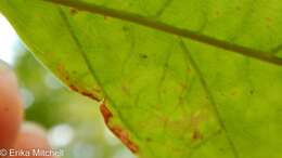 Image of Ash Leaf-roller