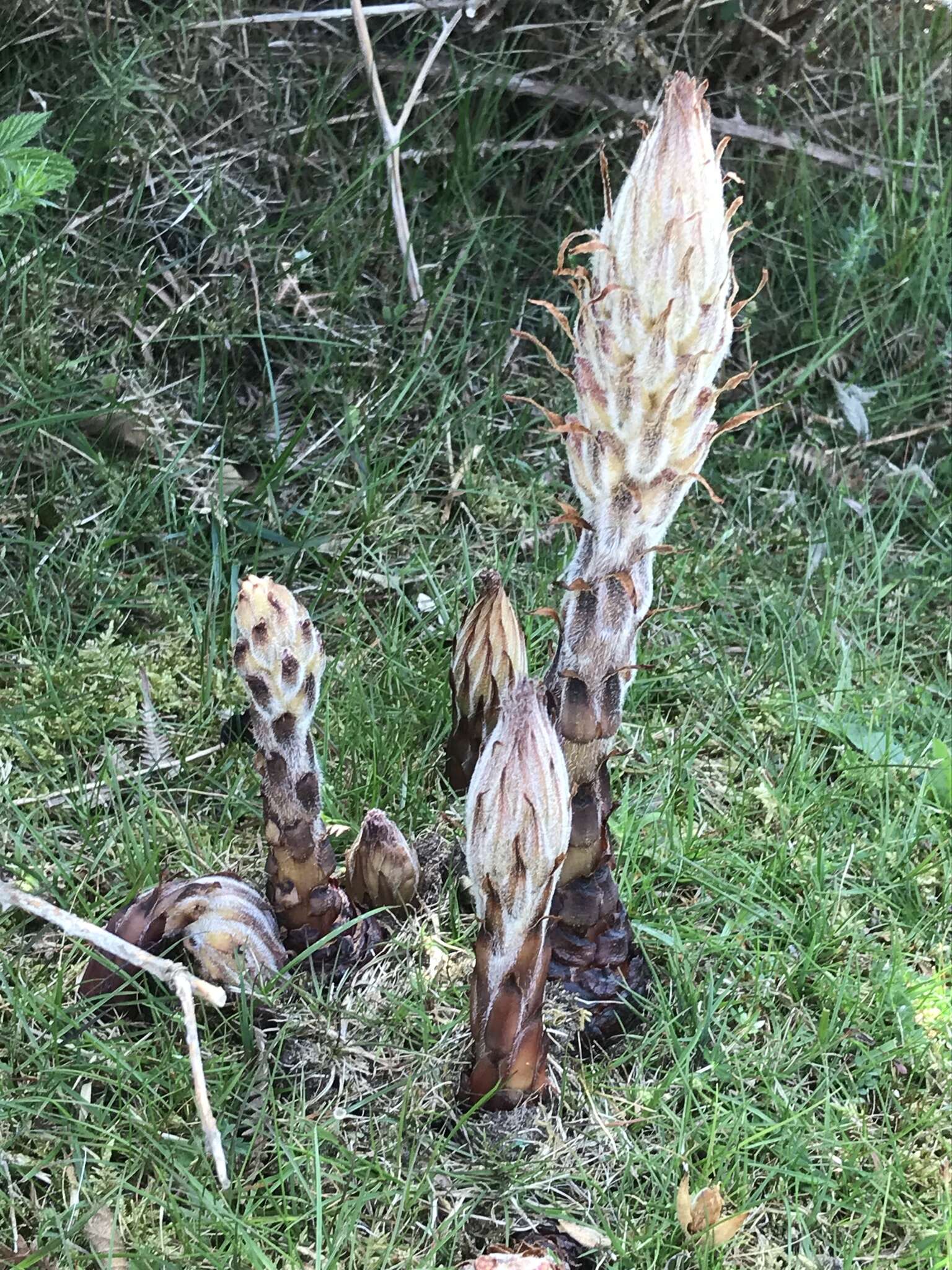 Image of greater broomrape