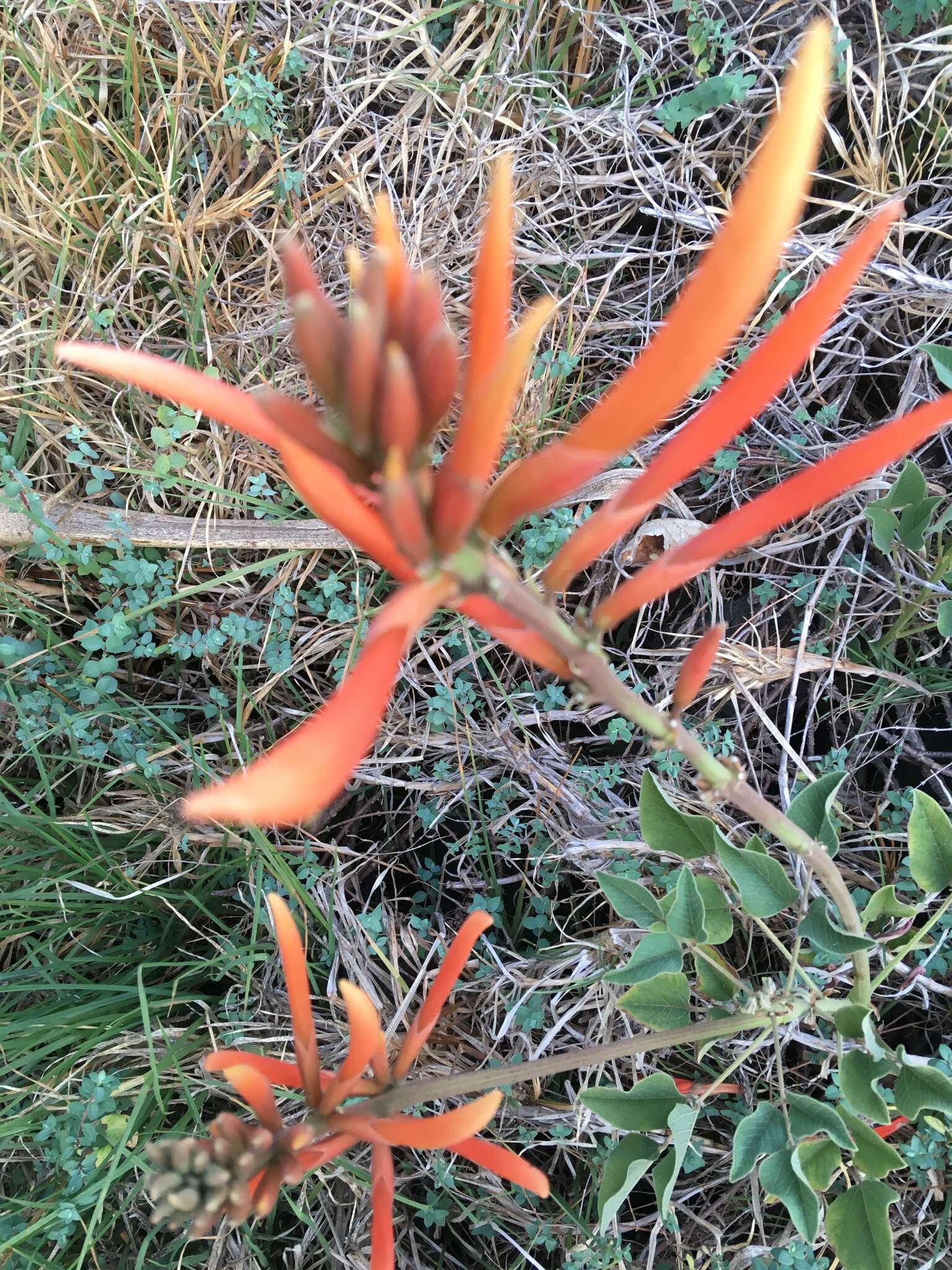 Image of Erythrina leptorhiza DC.