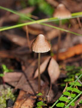 Image of Mycena albidofusca Cleland 1933