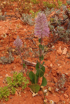 Image of Ptilotus exaltatus Nees