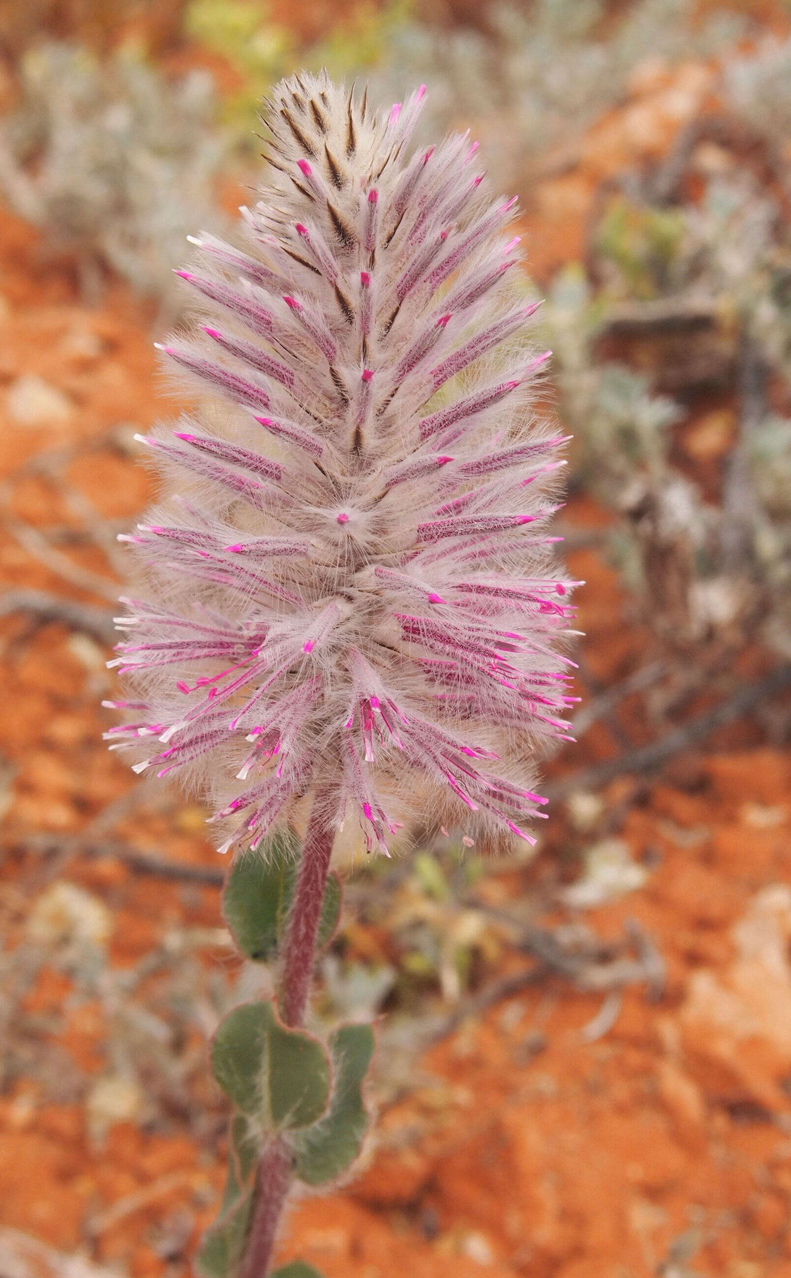 Image of Ptilotus exaltatus Nees