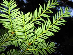 Image of Canadian Yew
