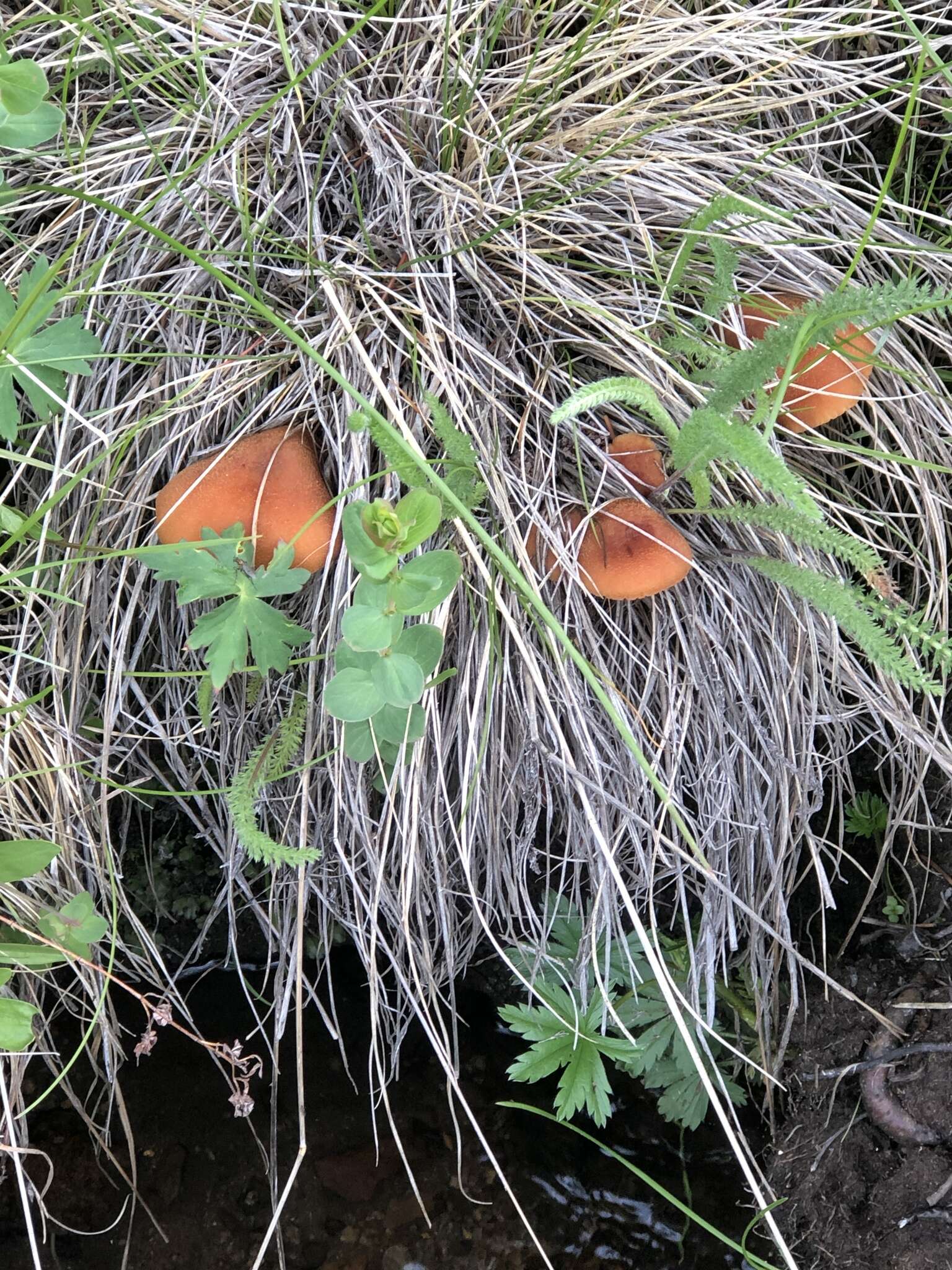 Image of Laccaria nobilis A. H. Sm. 1984