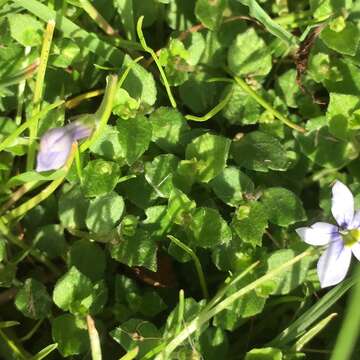 Image de Lobelia pedunculata R. Br.