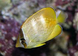 Image of Blacklip Butterflyfish