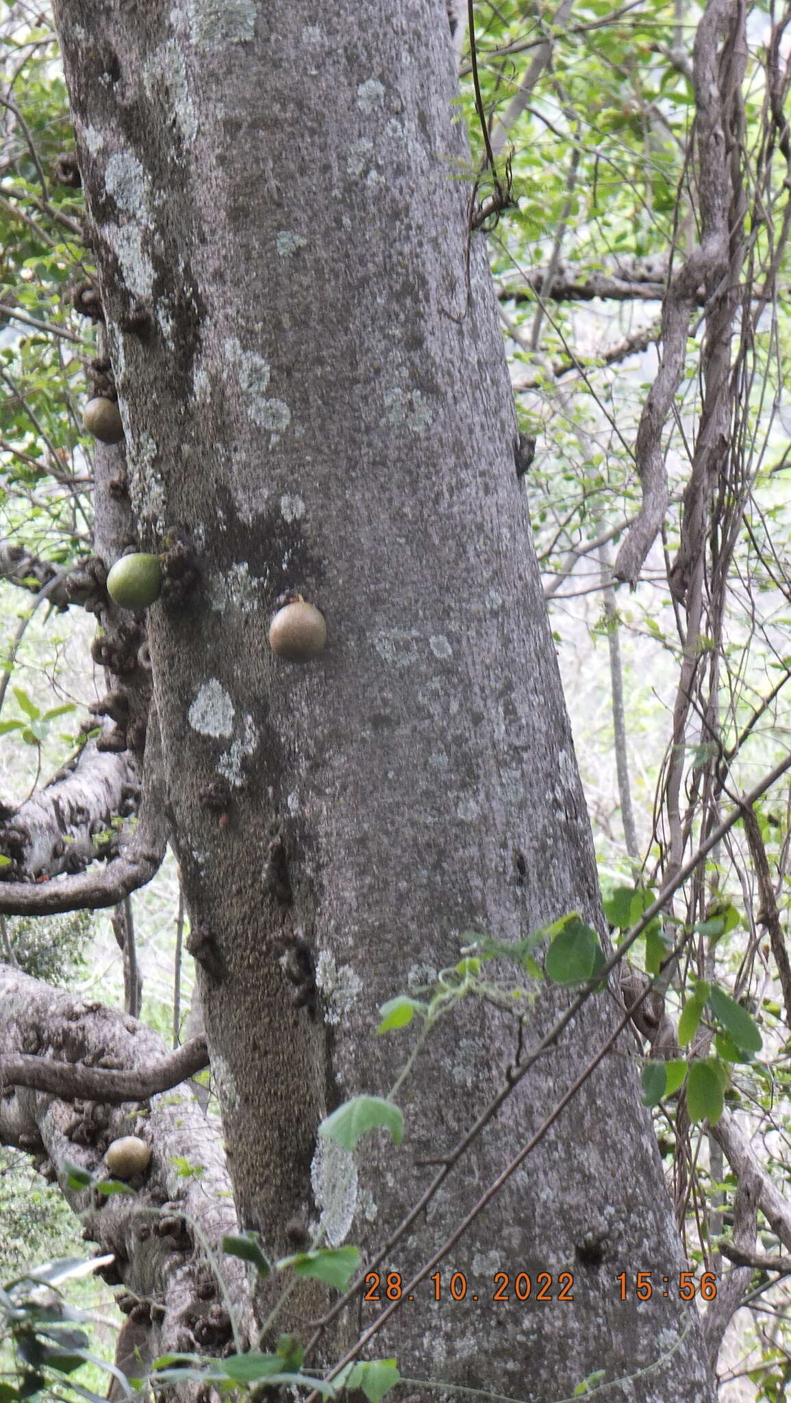 Image of Knobbly fig