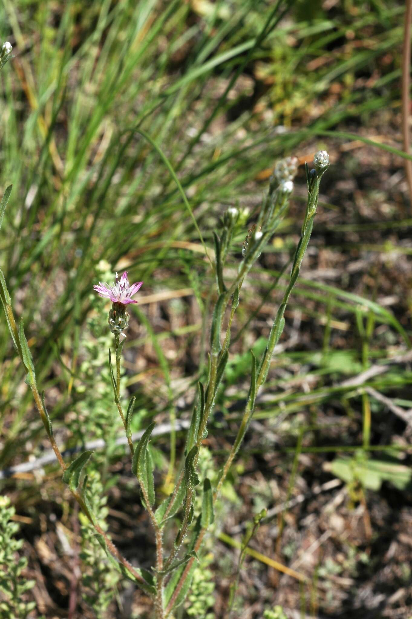 Image de Centaurea pulchella Ledeb.