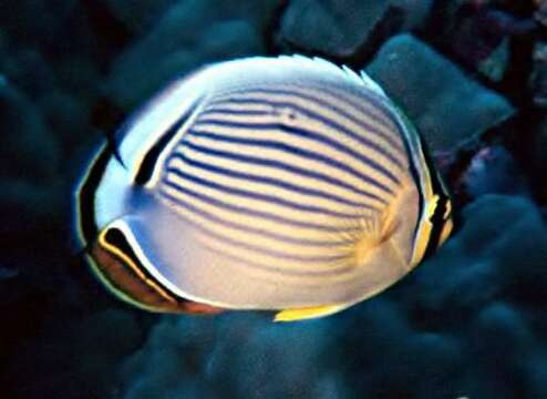 Image of Oval Butterflyfish