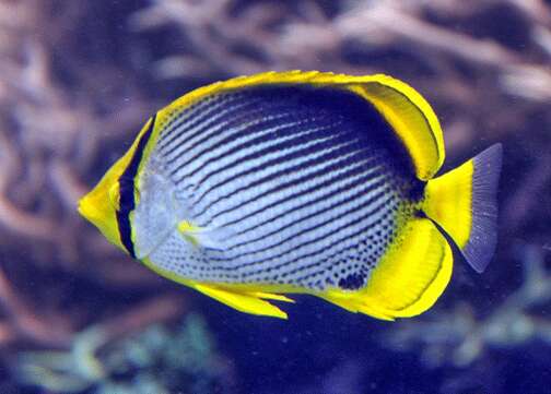 Image of Black-back Butterflyfish