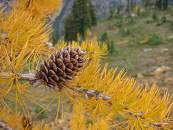 Image of Alpine Larch