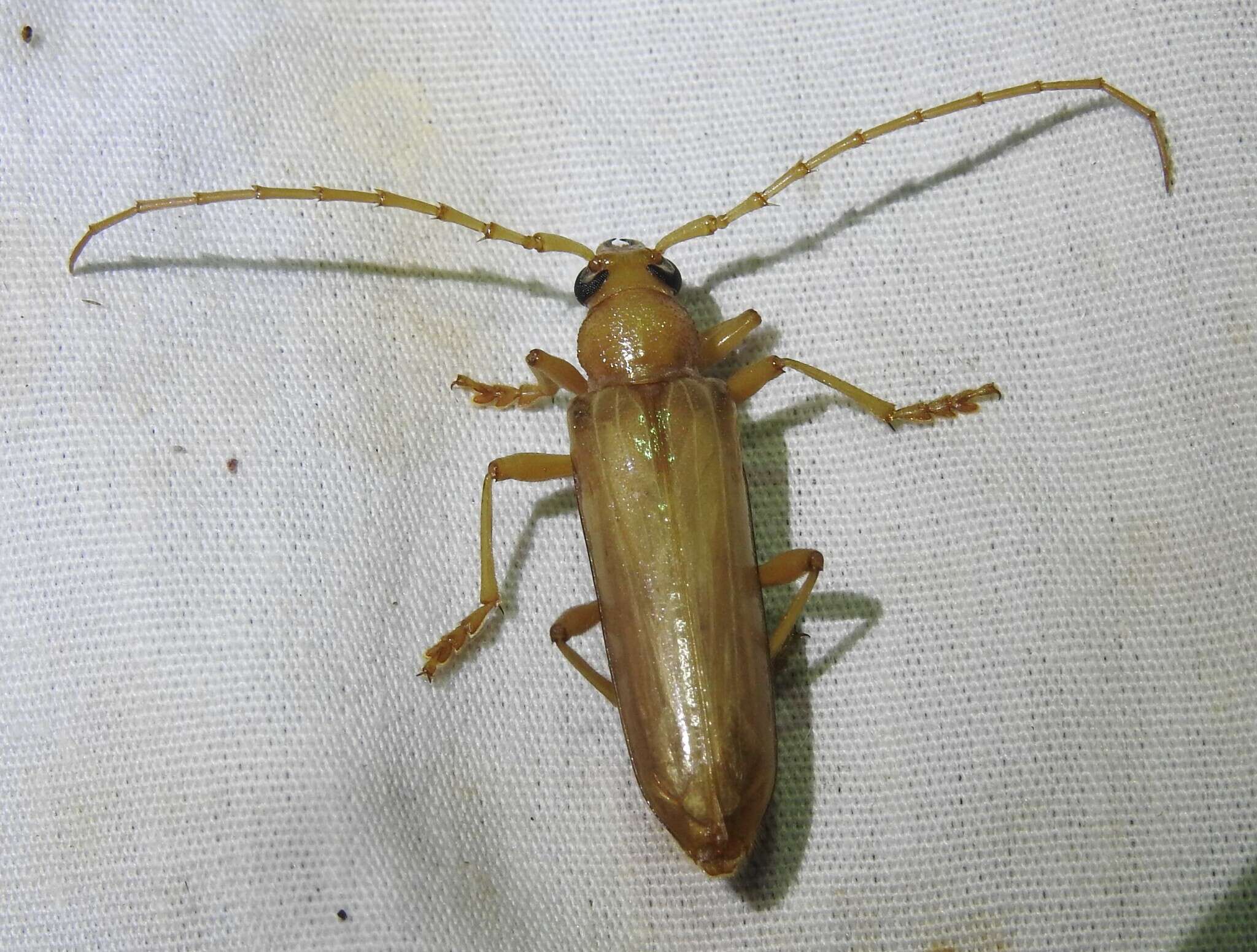 Image of Atylostagma polita White 1853