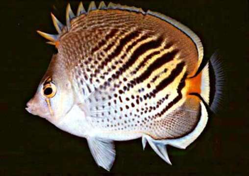 Image of Dot and dash Butterflyfish