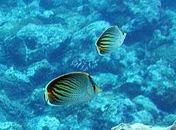 Image of Dot and dash Butterflyfish