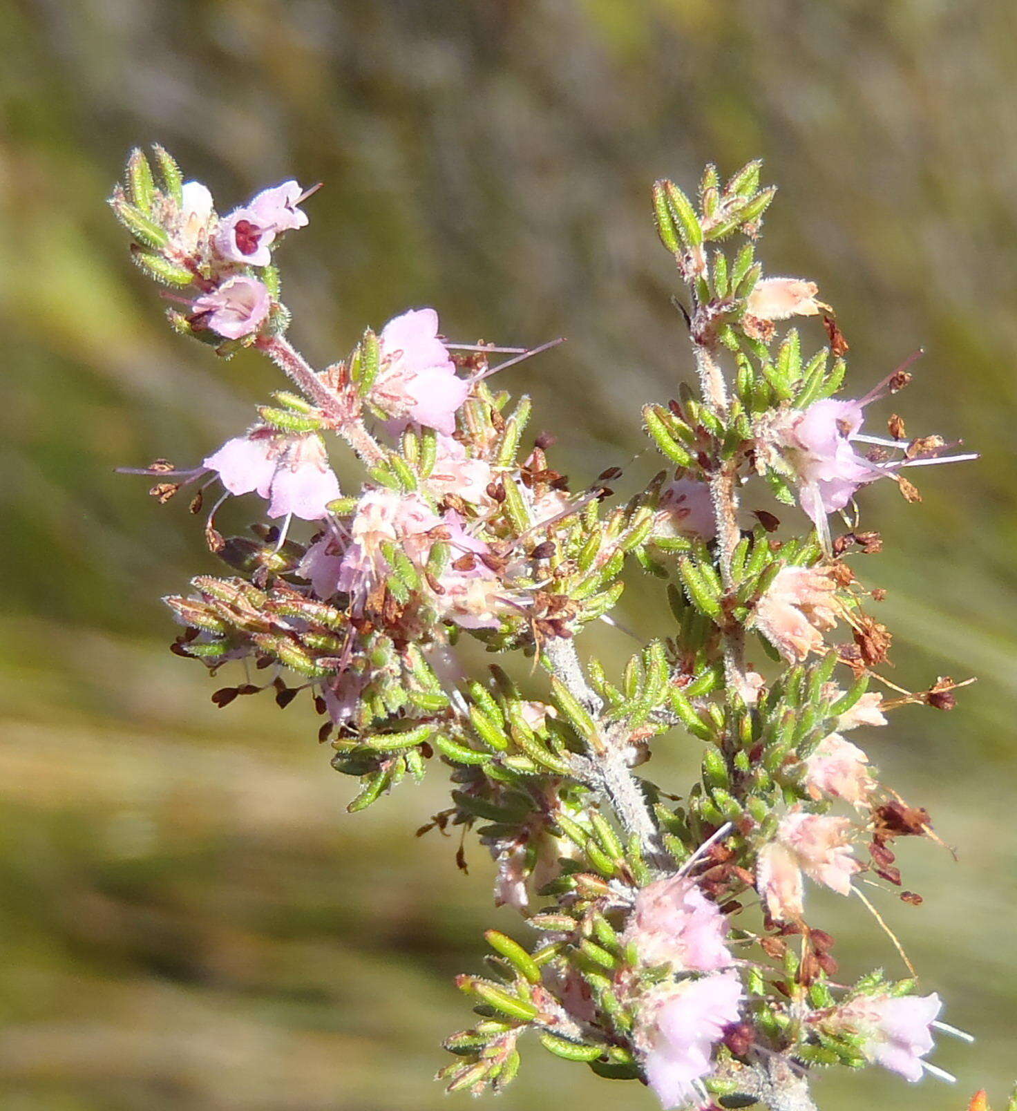 Plancia ëd Erica anguliger (N. E. Br.) E. G. H. Oliver