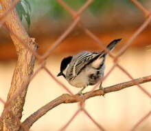 Imagem de Parus cinereus Vieillot 1818