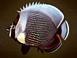 Image of Black Butterflyfish