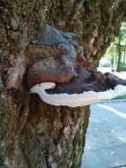 Image of Ganoderma australe (Fr.) Pat.