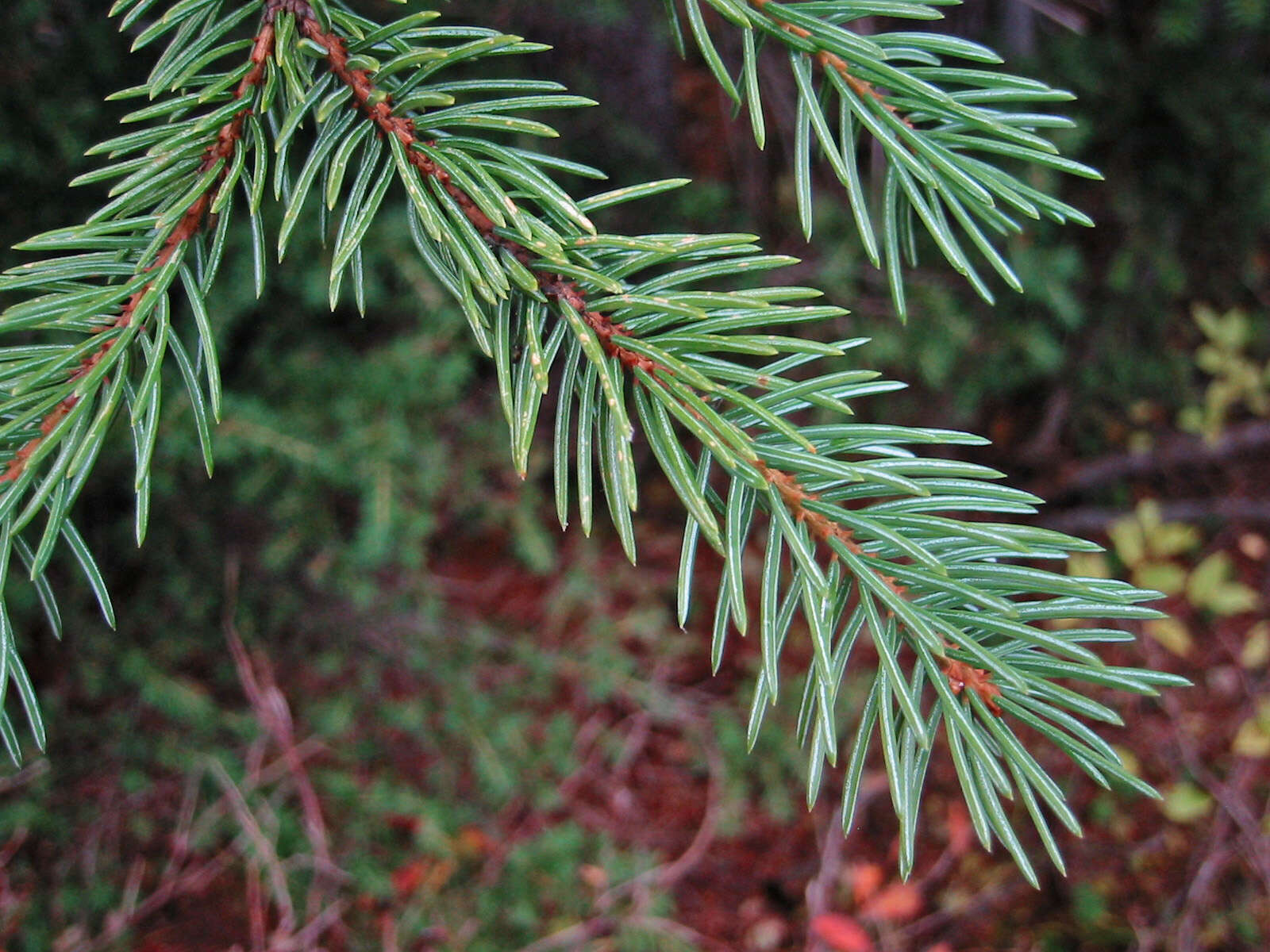 Image of Engelmann Spruce