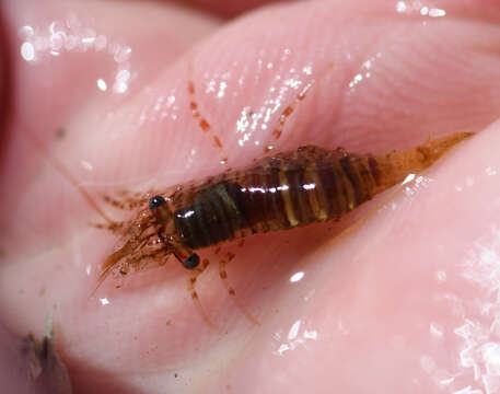 Image of Puget Sound coastal shrimp