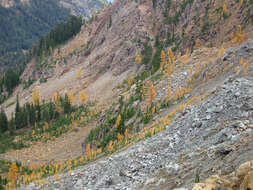 Image of Alpine Larch