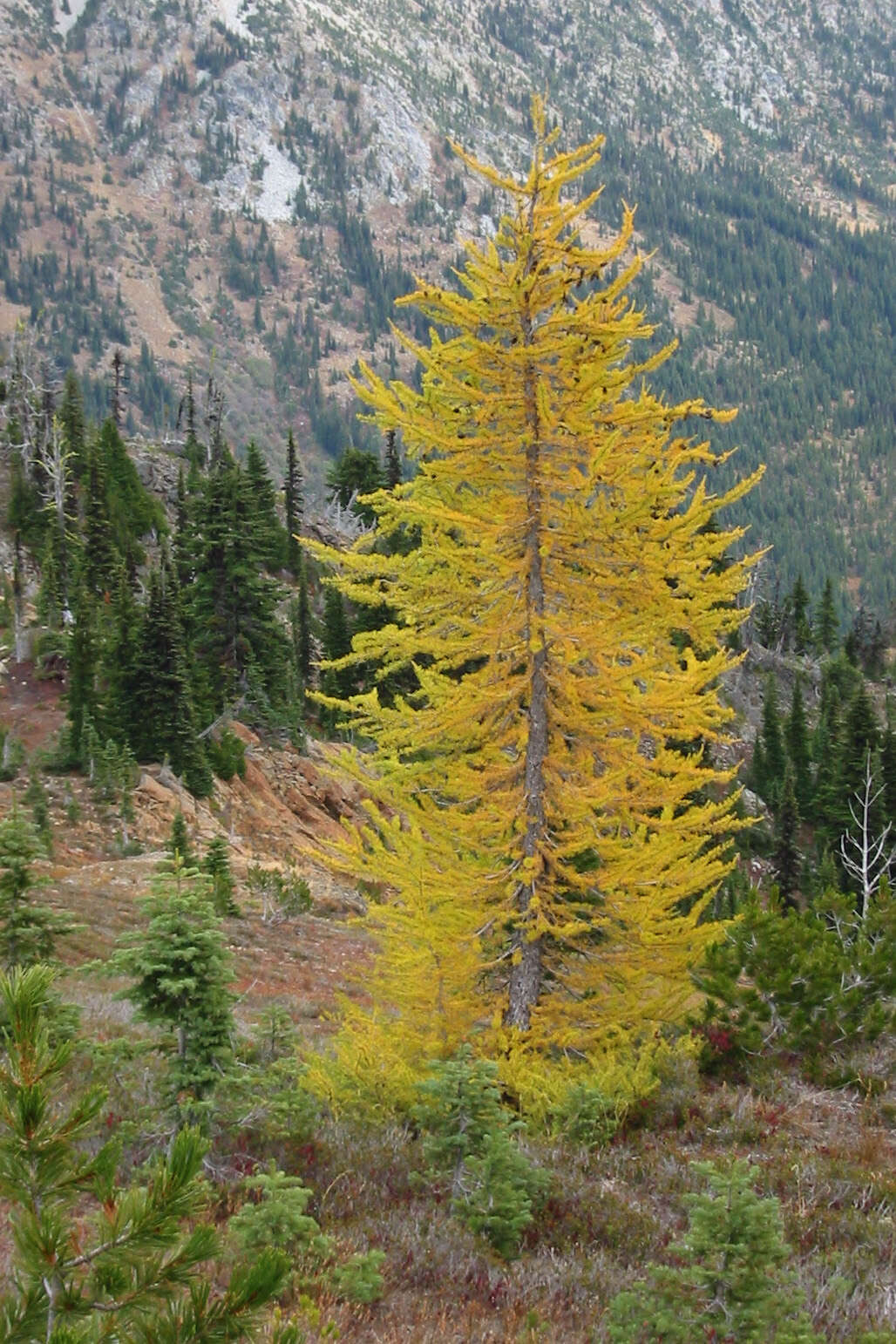 Image of Alpine Larch