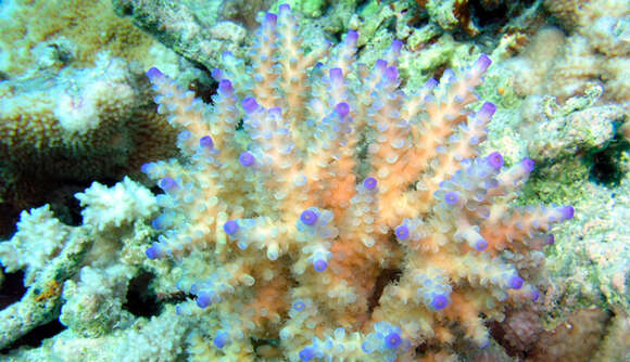 Sivun Acropora nasuta (Dana 1846) kuva