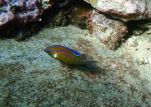 Image of White-ear scalyfin