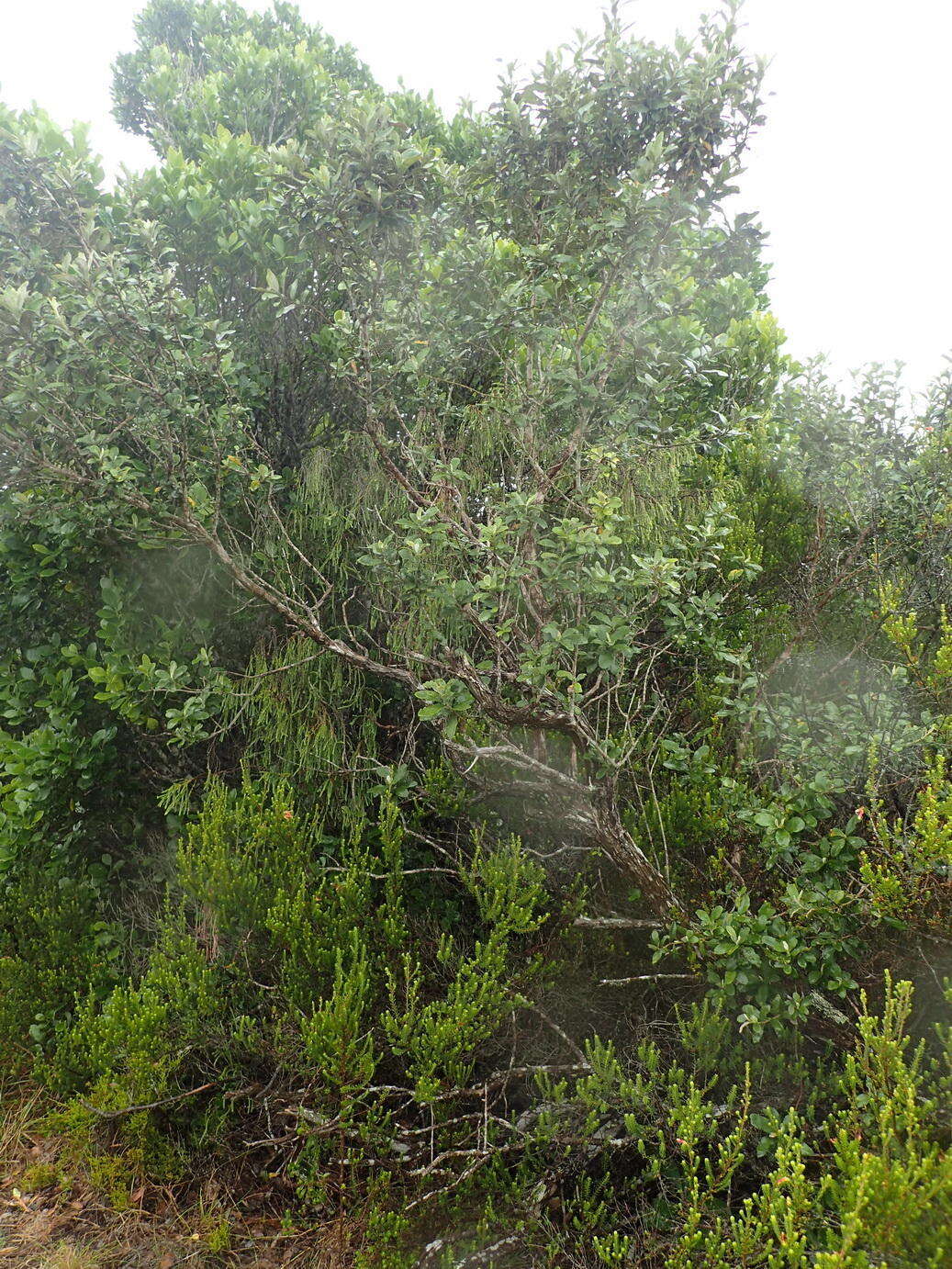 صورة Tarchonanthus littoralis