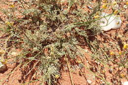 Image of Hermannia paucifolia Turcz.