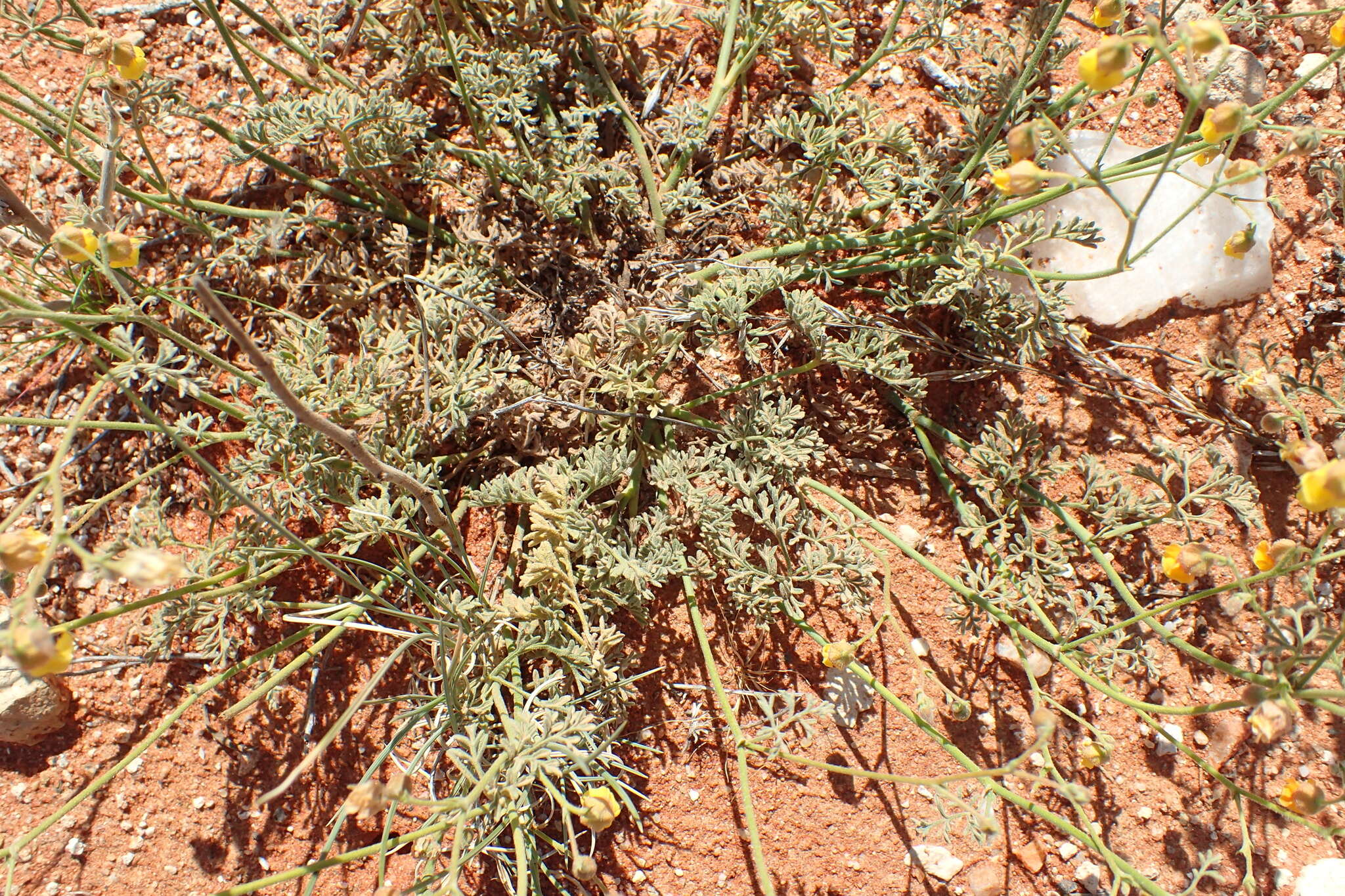 Image of Hermannia paucifolia Turcz.