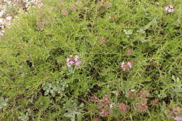 صورة Thymus callieri Borbás ex Velen.