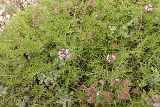 Слика од Thymus callieri Borbás ex Velen.