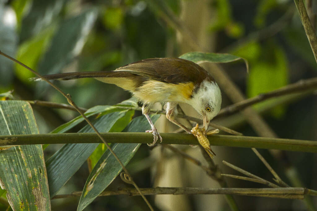 Image of Collared Babbler