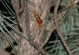 Imagem de Phymonotus jacintotopos Lightfoot, Weissman & Ueshima 2011