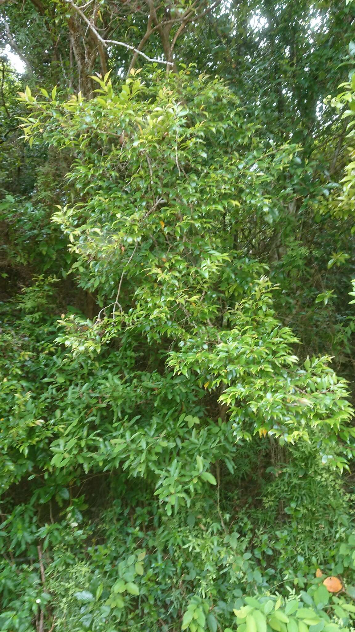 Syzygium acuminatissimum (Bl.) DC. resmi