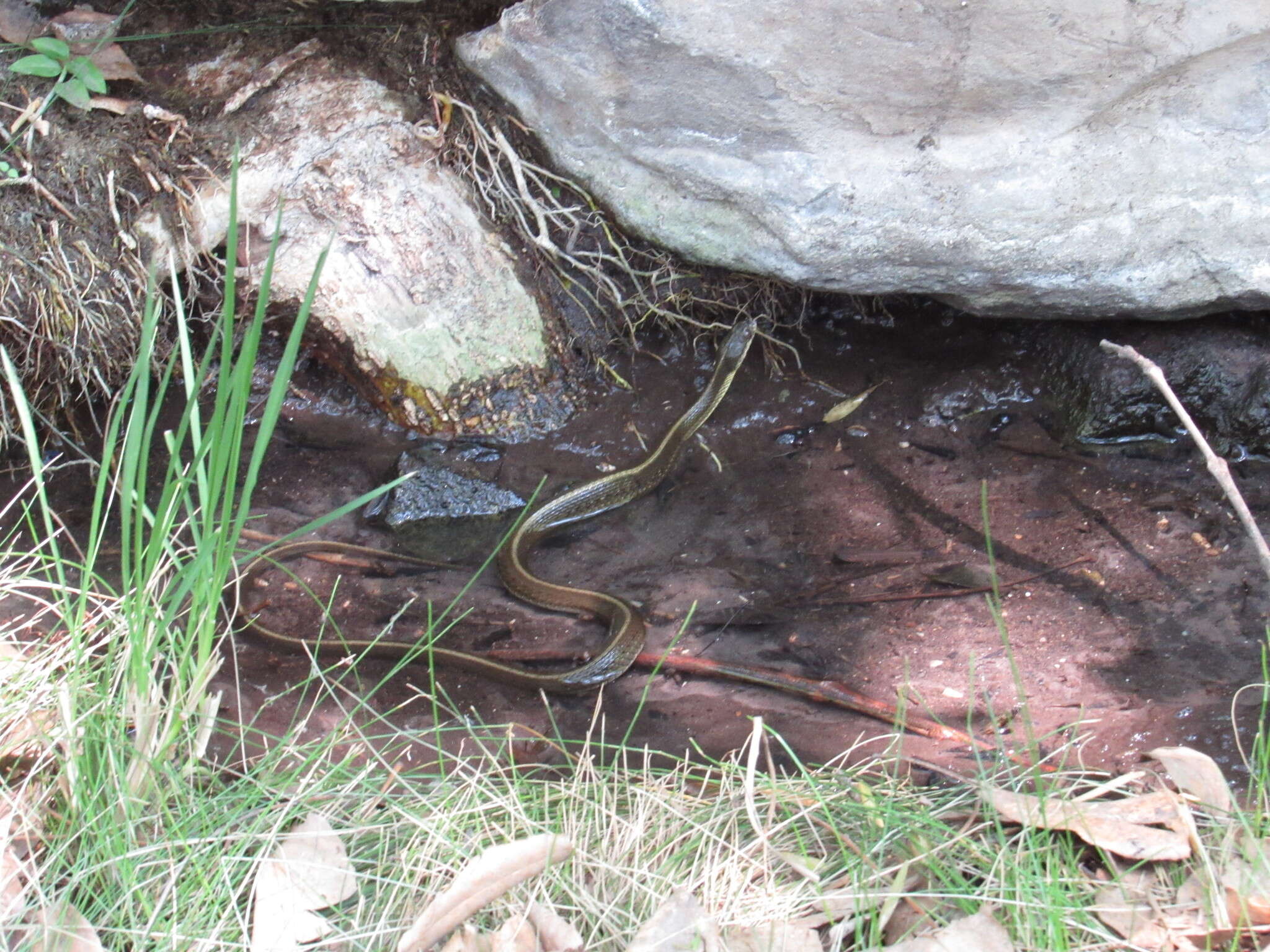 Image of Blackbelly Garter Snake