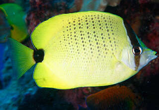 Image of Lemon Butterflyfish