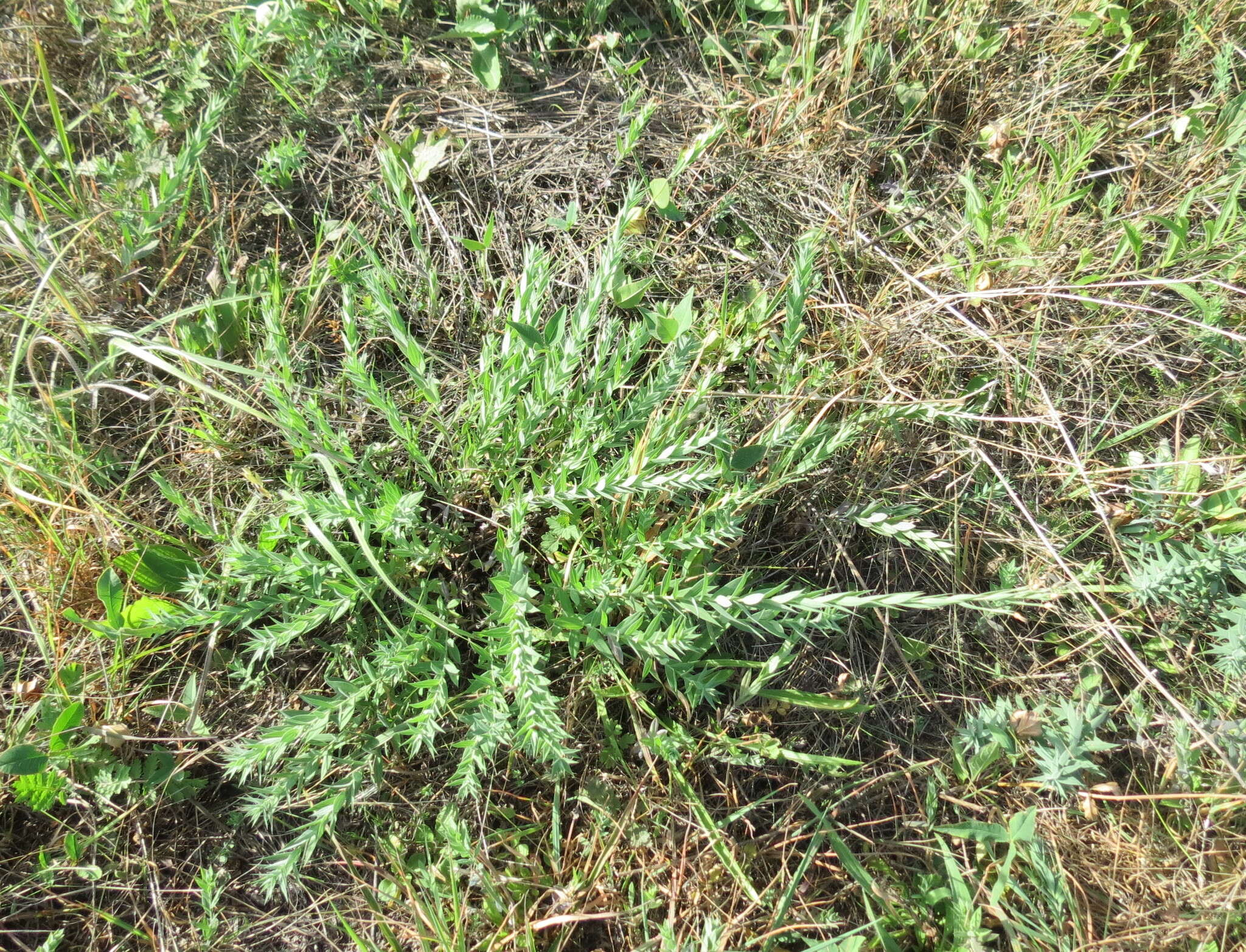 Imagem de Linum nervosum Waldst. & Kit.