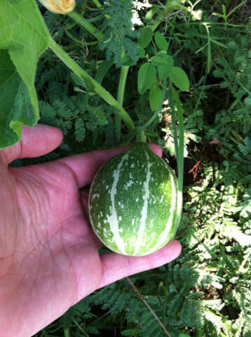 Cucurbita melopepo subsp. texana (Scheele) G. L. Nesom resmi