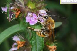 Image of Eucera pekingensis Yasumatsu 1946