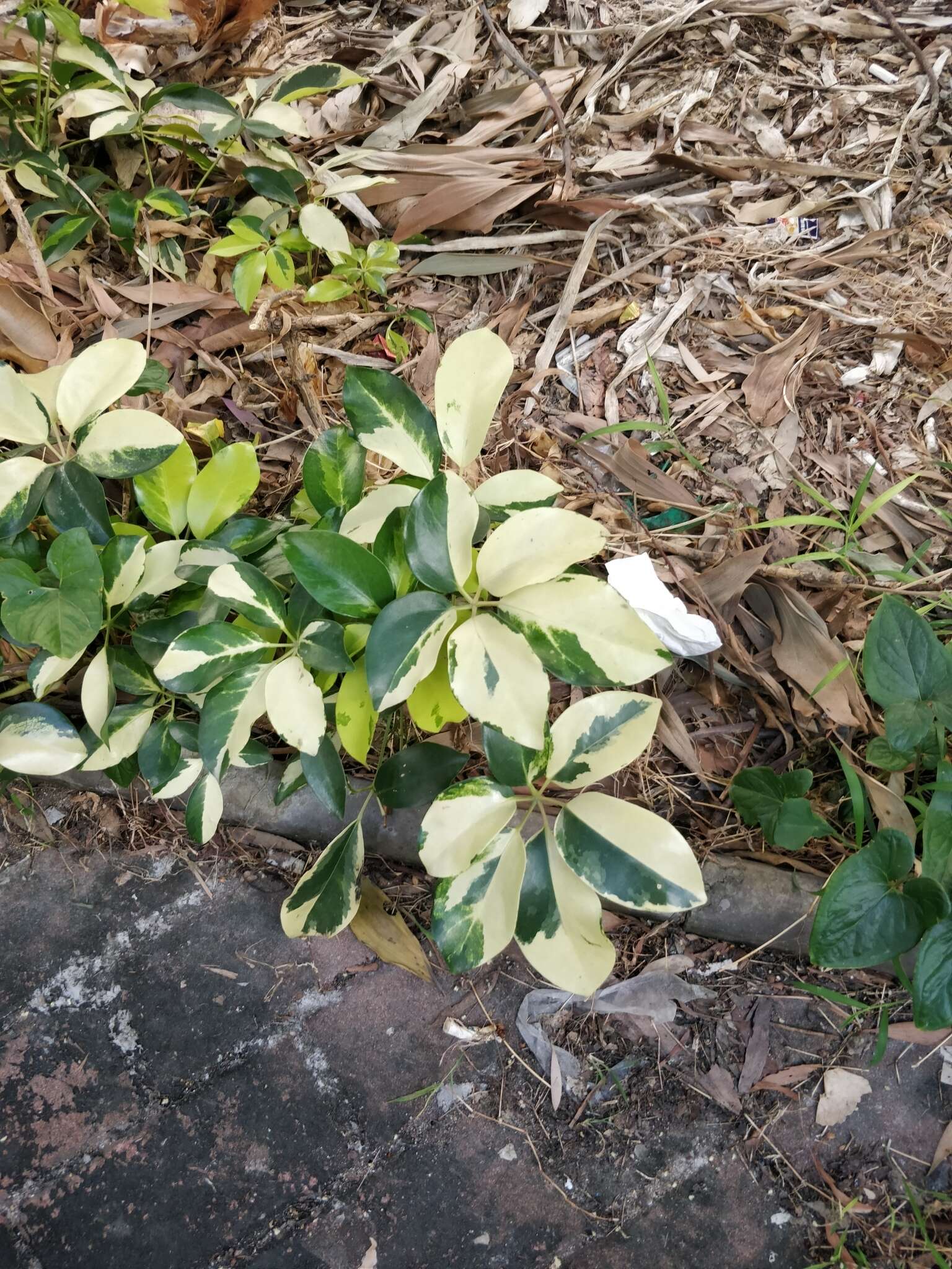 Imagem de Schefflera arboricola (Hayata) Merr.