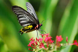 Image of Golden Birdwing Butterfly